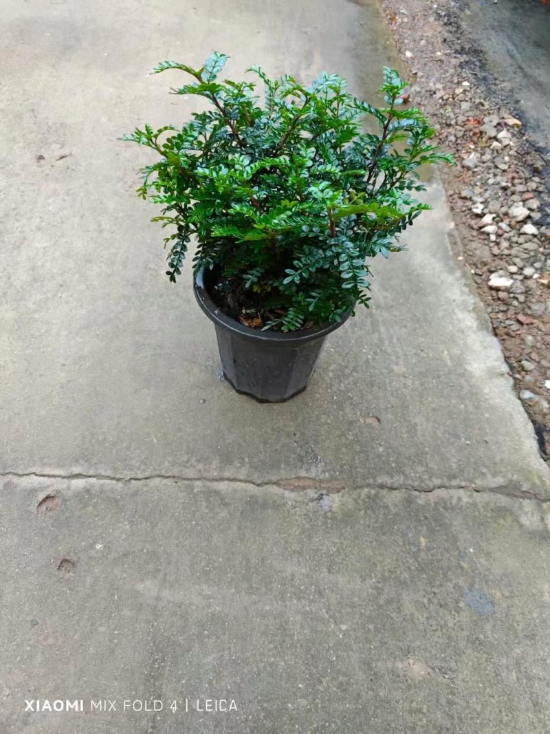 精品清香木优质清香木自产自销