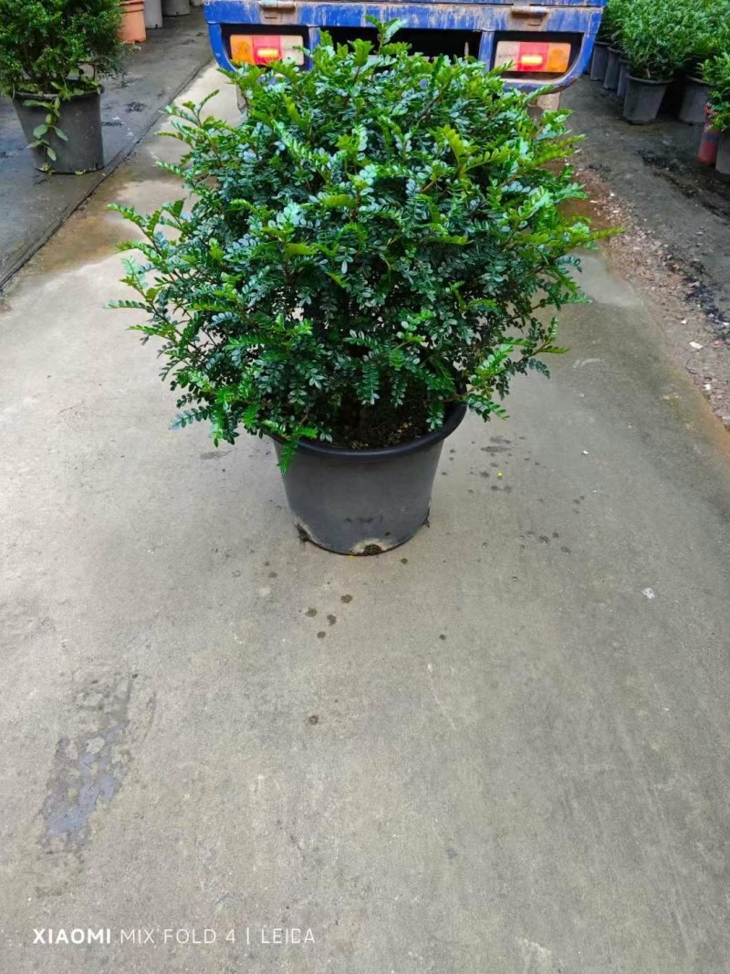 精品清香木优质清香木自产自销
