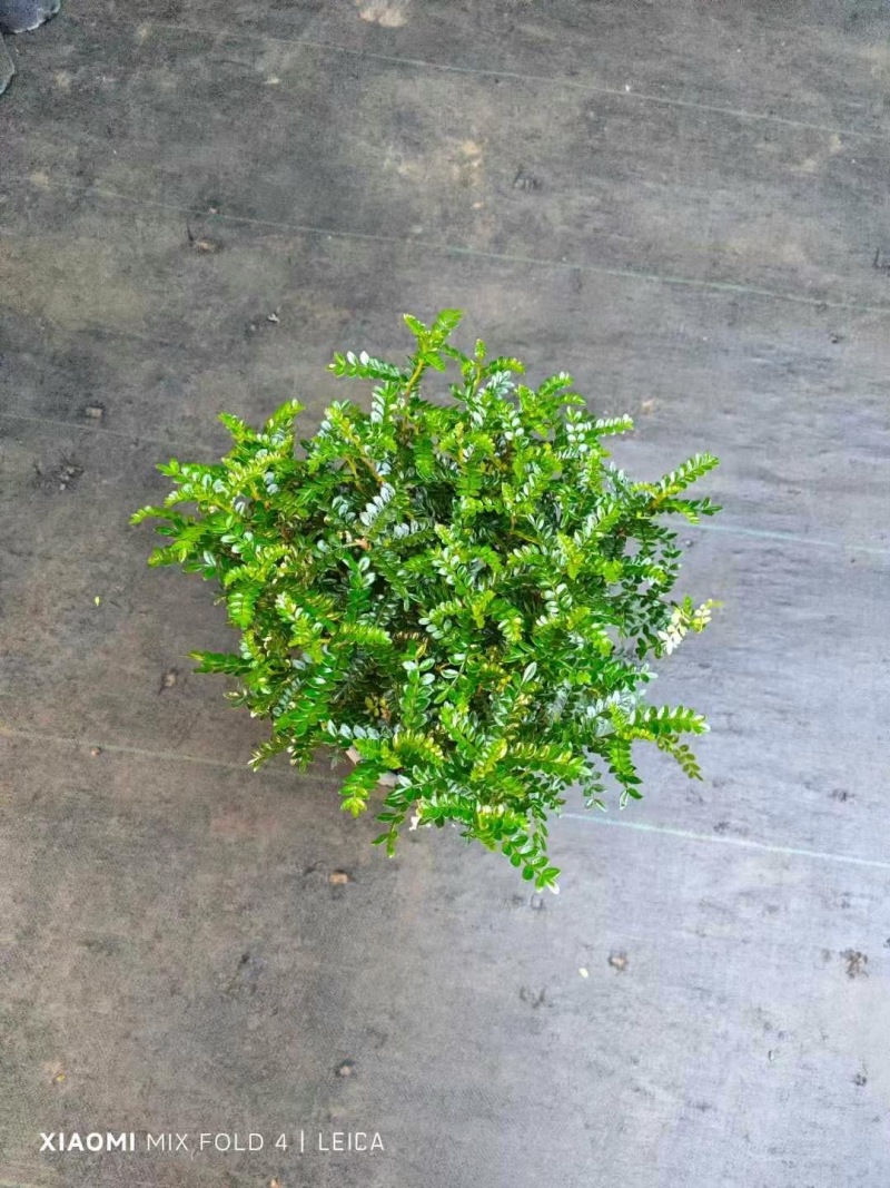 精品清香木优质清香木自产自销
