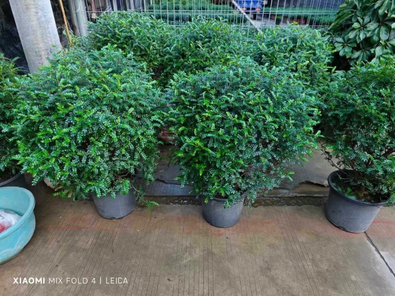 精品清香木优质清香木自产自销