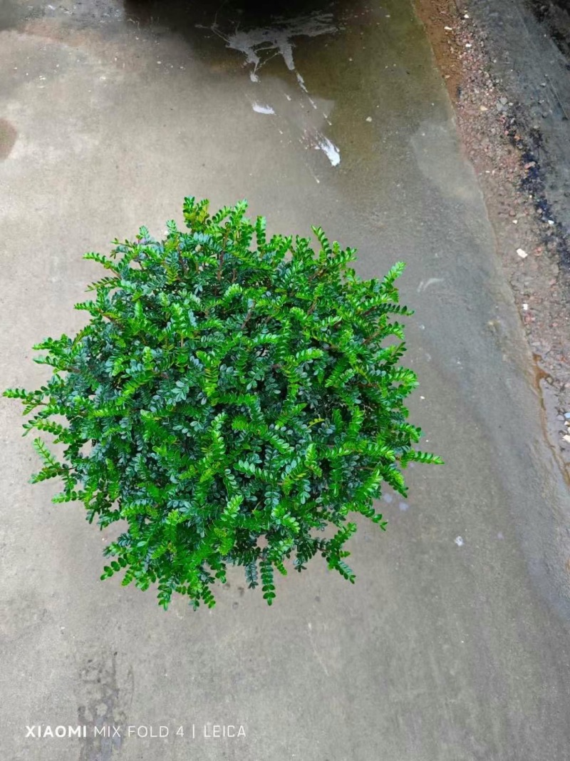 精品清香木优质清香木自产自销