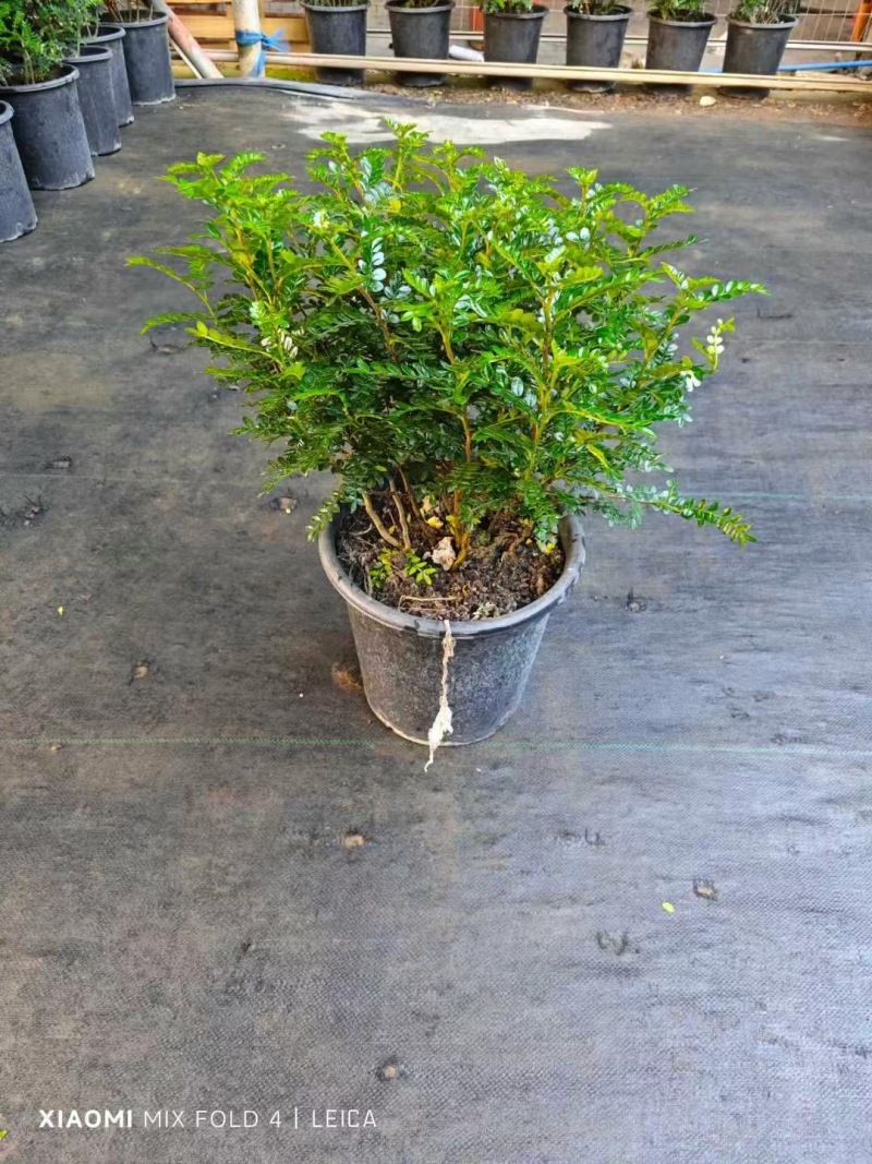 精品清香木优质清香木自产自销