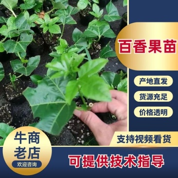 百香果苗,钦密9号黄金百香果苗台农1号正品嫁接苗基地直发
