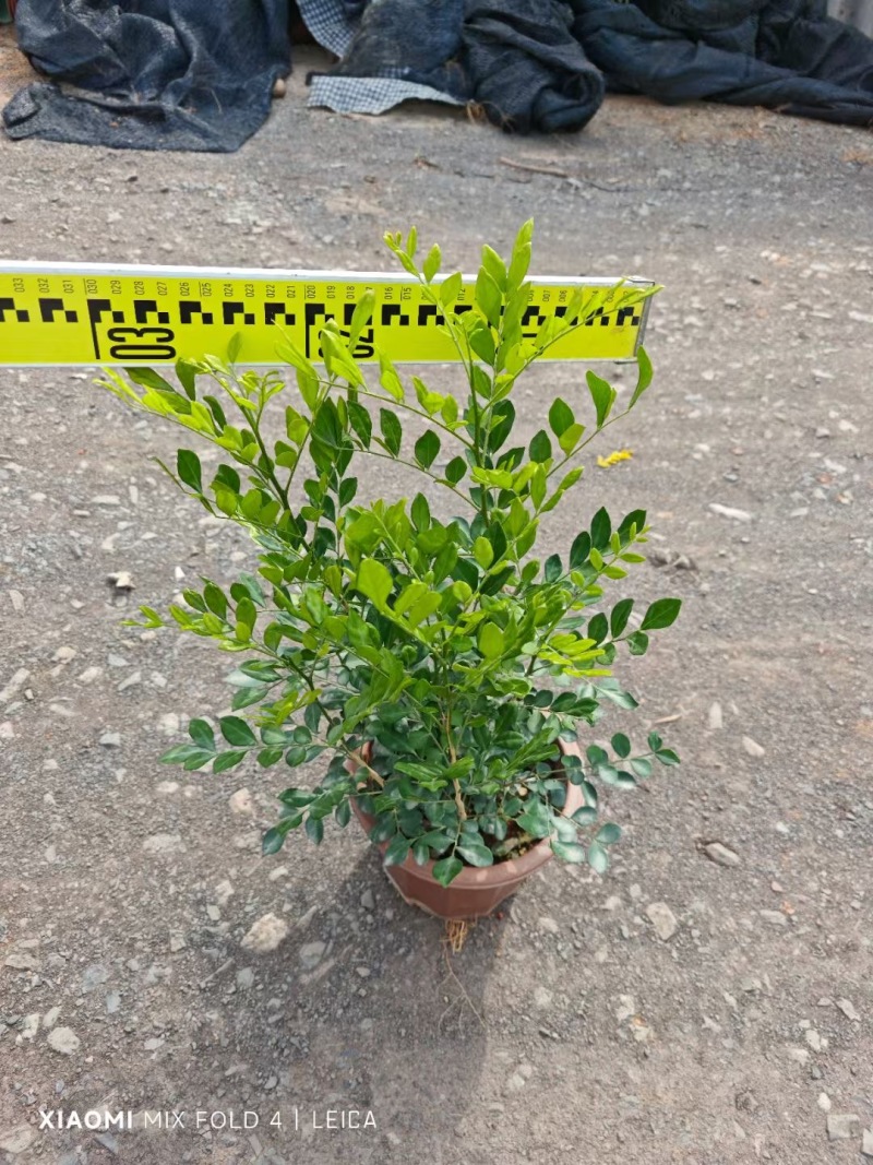 精品九里香优质九里香自产自销九里香基地