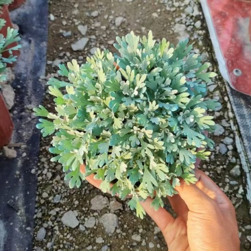 精品芙蓉菊优质芙蓉菊芙蓉菊自产自销