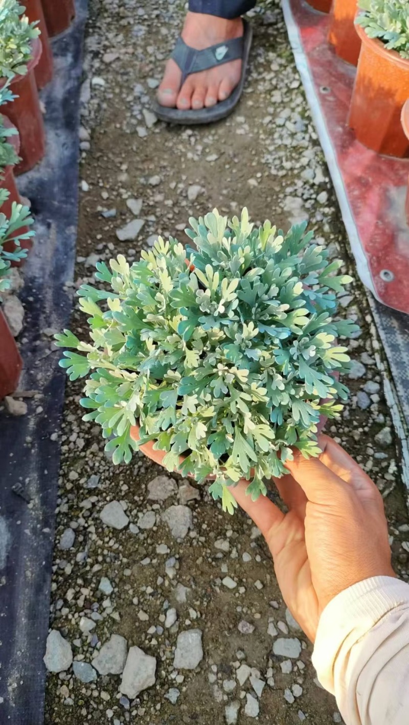 精品芙蓉菊优质芙蓉菊芙蓉菊自产自销