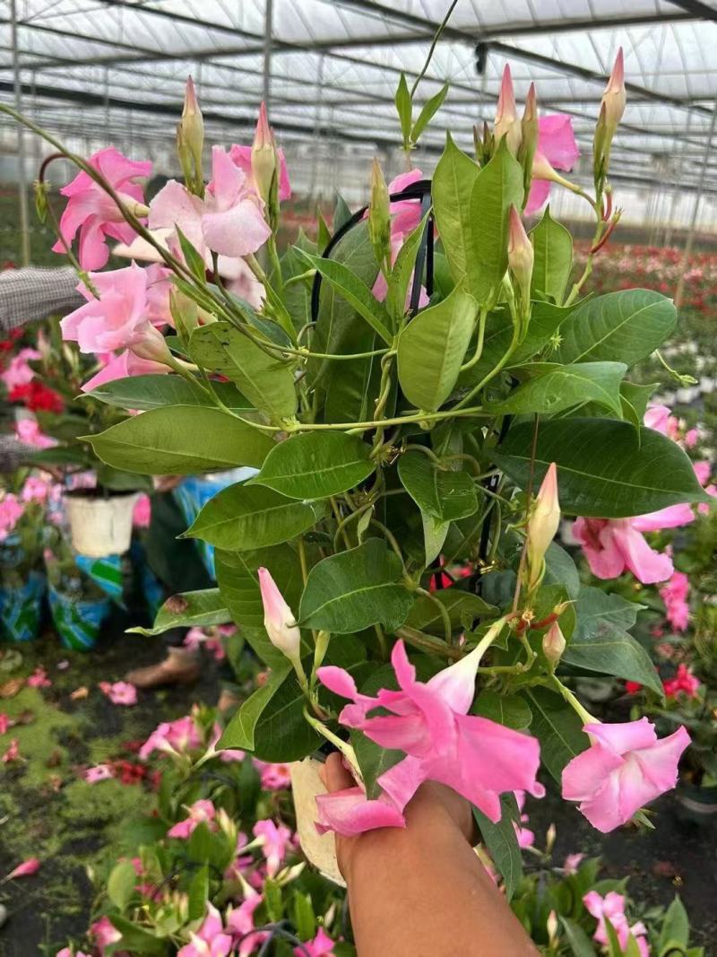 精品飘香藤优质飘香藤自产自销