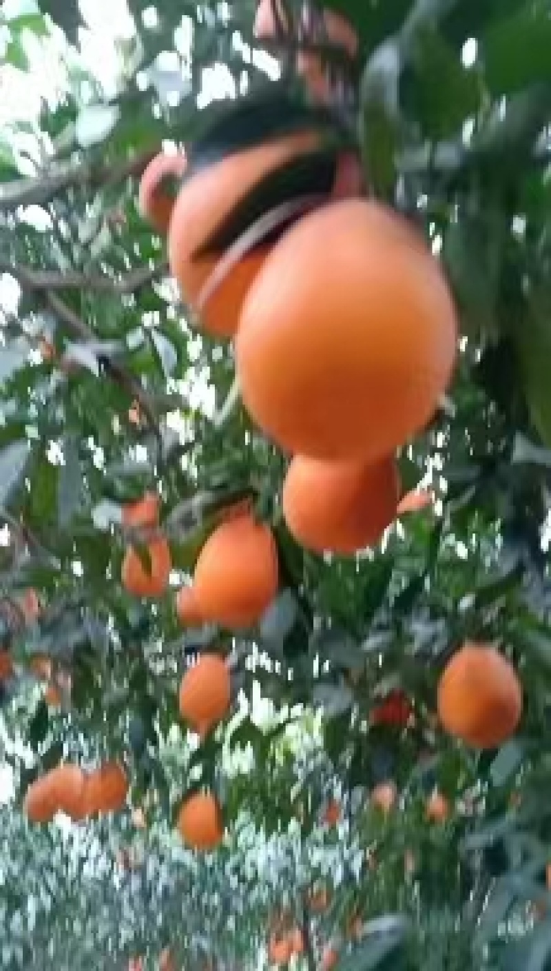 湖北橙子精品脐橙规格多全可视频看货保质保量