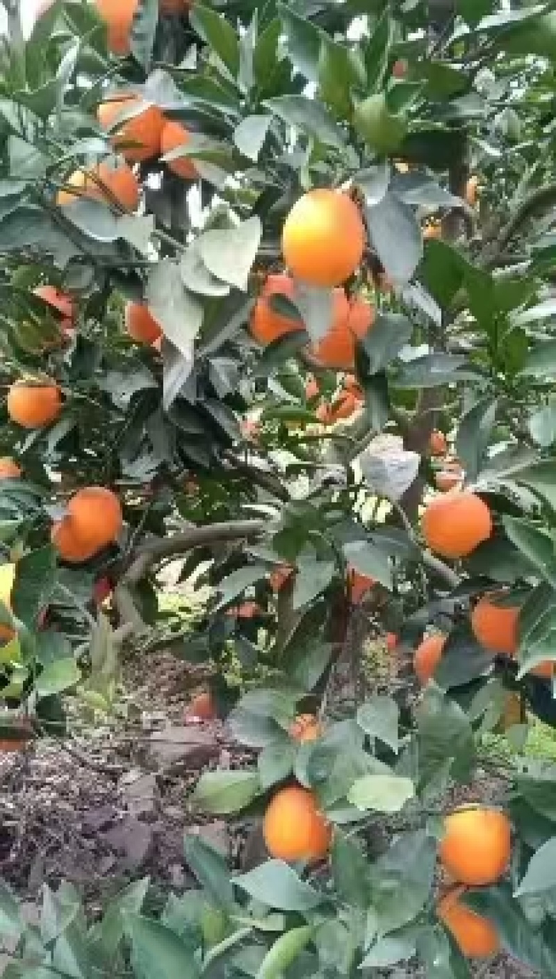 湖北橙子精品脐橙规格多全可视频看货保质保量