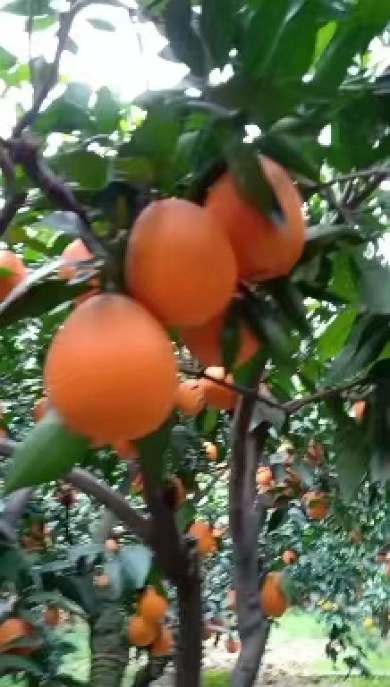 湖北橙子精品脐橙规格多全可视频看货保质保量