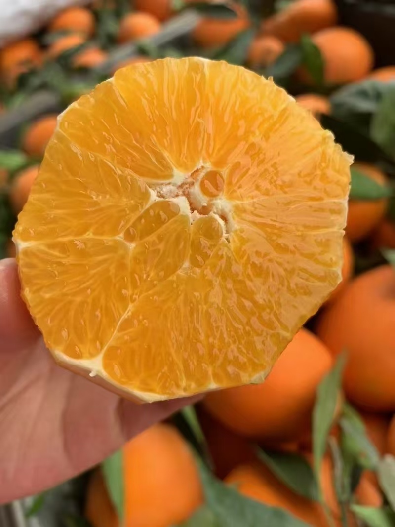 湖北橙子精品脐橙规格多全可视频看货保质保量