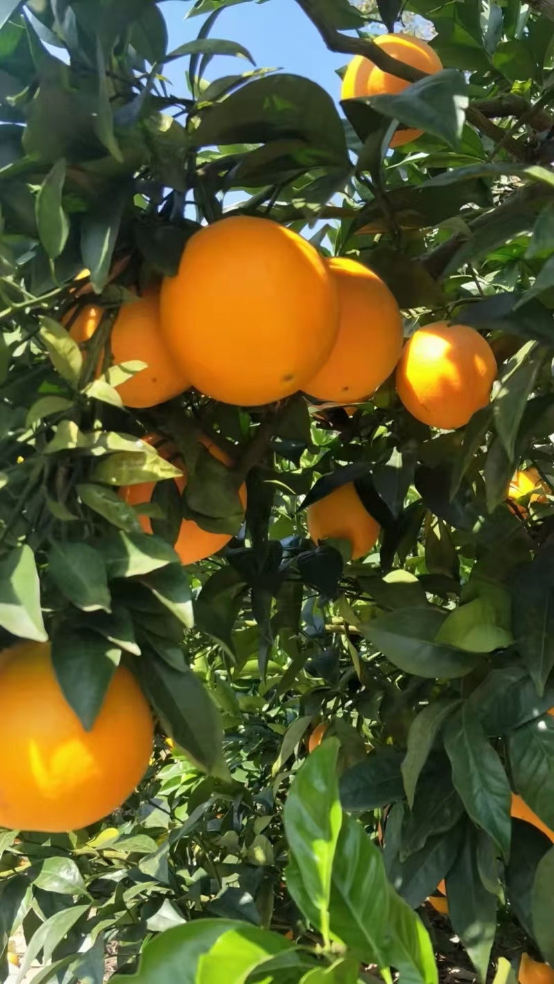 湖北橙子精品脐橙规格多全可视频看货保质保量