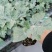 西瓜苗甜王美都2k礼品西瓜苗嫁接西瓜苗直播西瓜苗