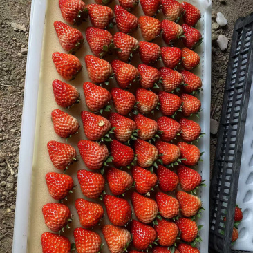 阜阳新鲜红颜草莓，甜美多汁