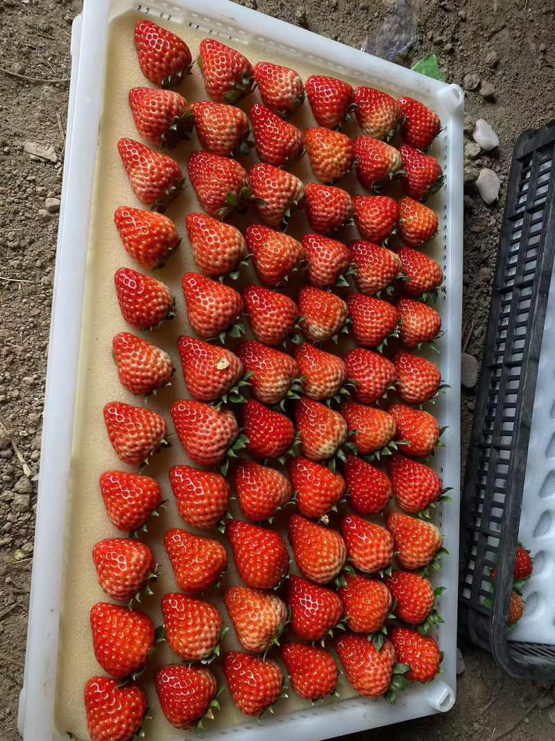 阜阳新鲜红颜草莓，甜美多汁