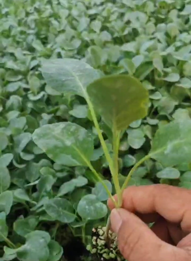 西蓝花苗高产坐果能力强小米粒西蓝花苗苗场直发