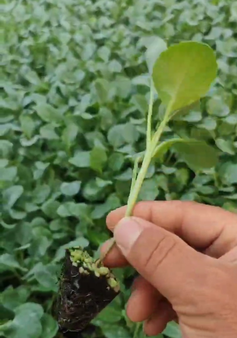 西蓝花苗高产坐果能力强小米粒西蓝花苗苗场直发