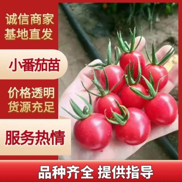 千禧六号圣女果苗贝贝小番茄苗千禧果苗樱桃番茄苗