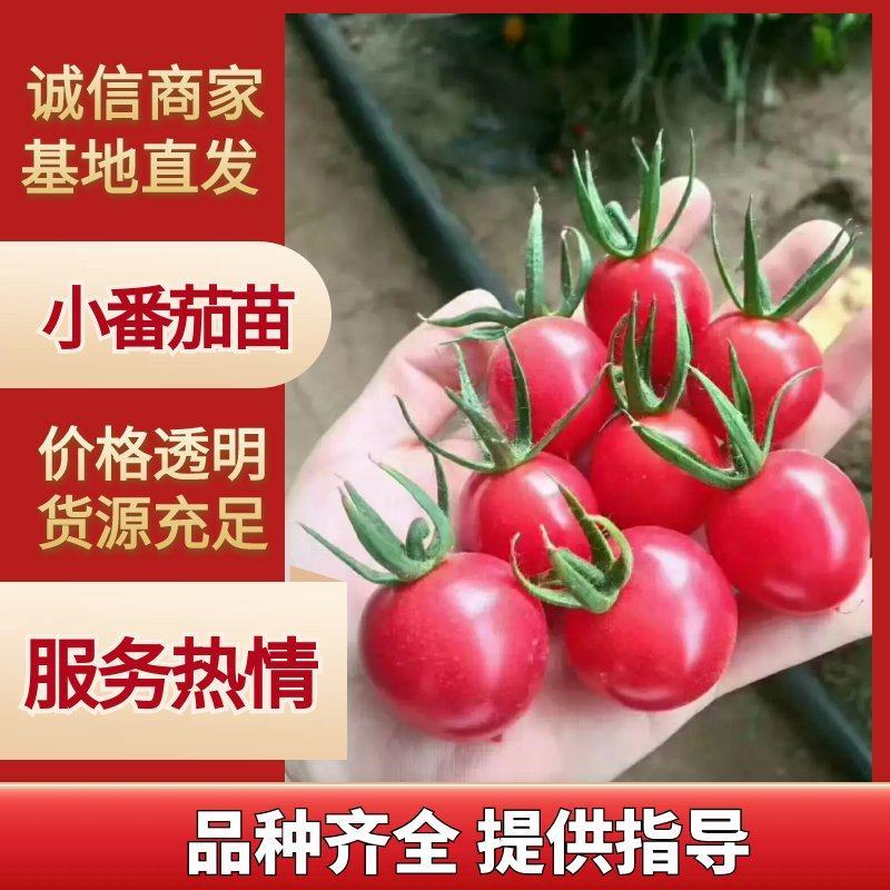 千禧六号圣女果苗贝贝小番茄苗千禧果苗樱桃番茄苗