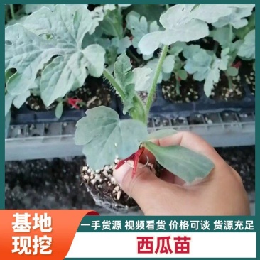 西瓜苗甜王美都2k礼品西瓜苗嫁接西瓜苗直播西瓜苗
