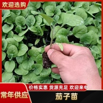 茄子苗大龙长茄苗紫圆茄苗山东莘县种苗基地瓜果蔬菜种苗