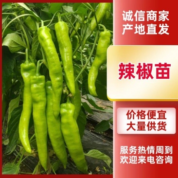 精品辣椒苗螺丝椒苗太空椒苗牛角椒苗黄皮椒苗蔬菜种苗