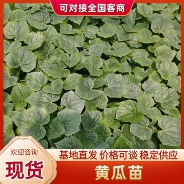 强磁黄瓜苗青瓜苗密刺大黄瓜苗成活率高山东种苗基地