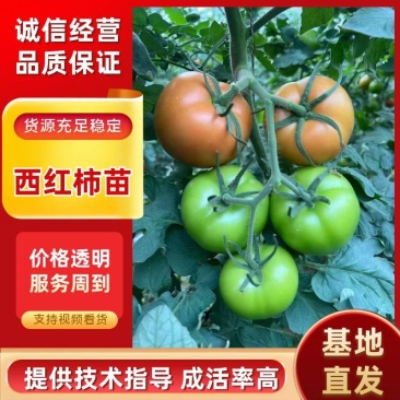 精品番茄苗硬粉西红柿苗大红番茄苗山东苗欢迎选购