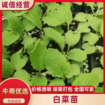 山东黄心白菜苗基地直发全国发货高抗大白菜苗