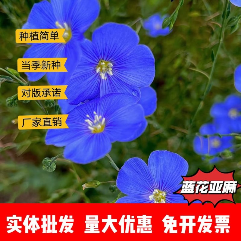 蓝花亚麻厂家货源批发价格全国发货价格便宜欢迎下单咨询