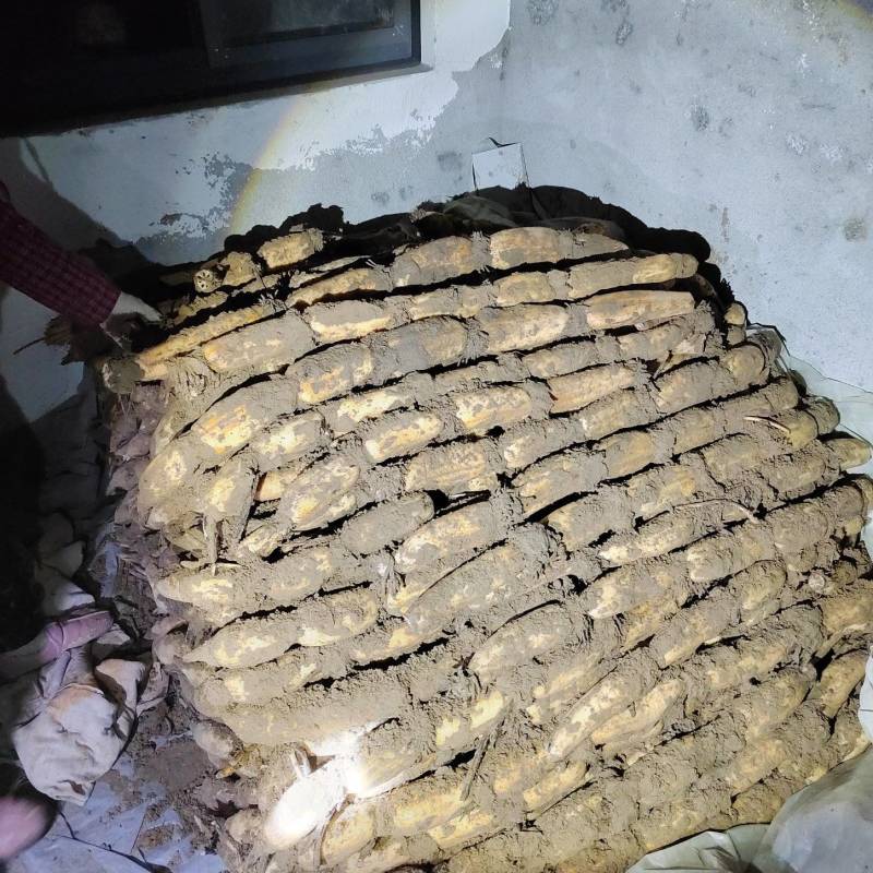 （精品莲藕）农户自己种植的白莲藕精品沙土地莲藕