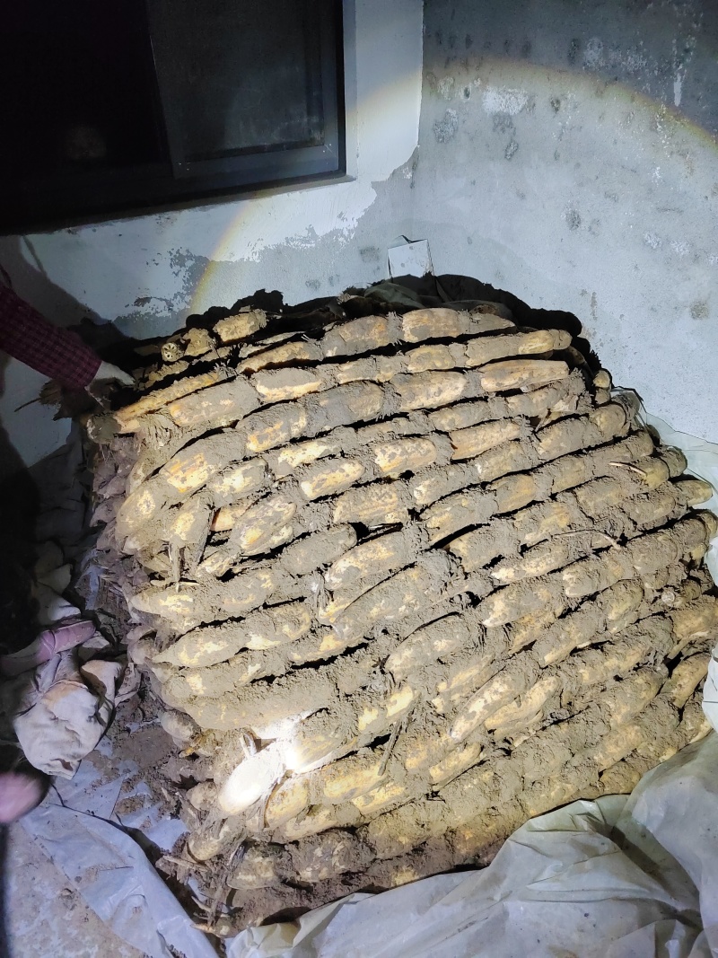 （精品莲藕）农户自己种植的白莲藕精品沙土地莲藕
