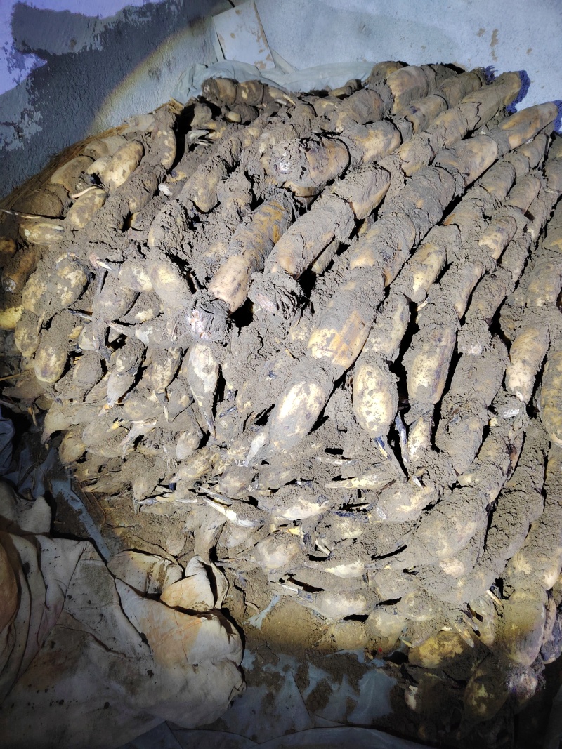 （精品莲藕）农户自己种植的白莲藕精品沙土地莲藕