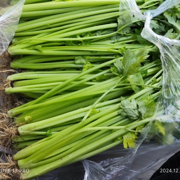 【实力推荐】江苏芹菜小香芹大量上市全国发货