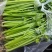 【实力推荐】江苏芹菜小香芹大量上市全国发货