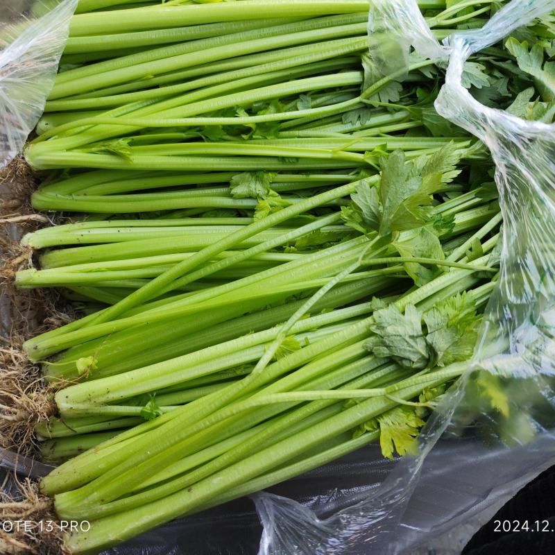 【实力推荐】江苏芹菜小香芹大量上市全国发货