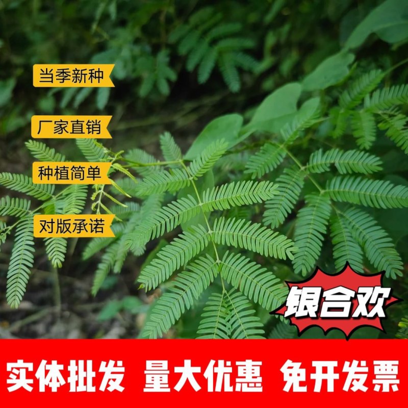 银合欢厂家货源批发价格全国发货价格便宜欢迎下单咨询