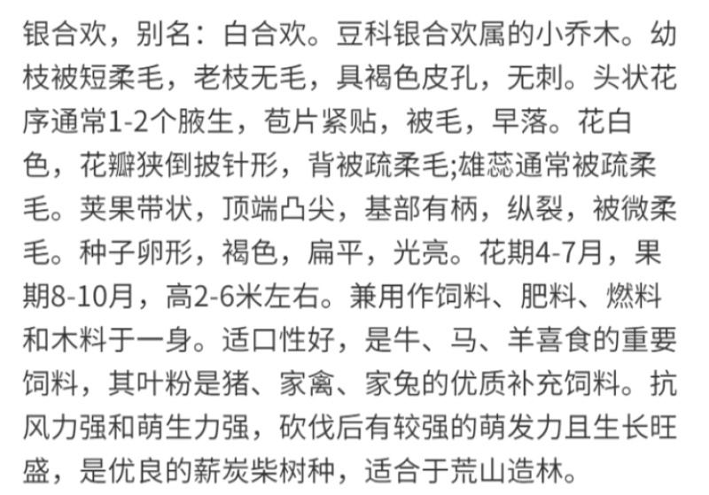 银合欢厂家货源批发价格全国发货价格便宜欢迎下单咨询