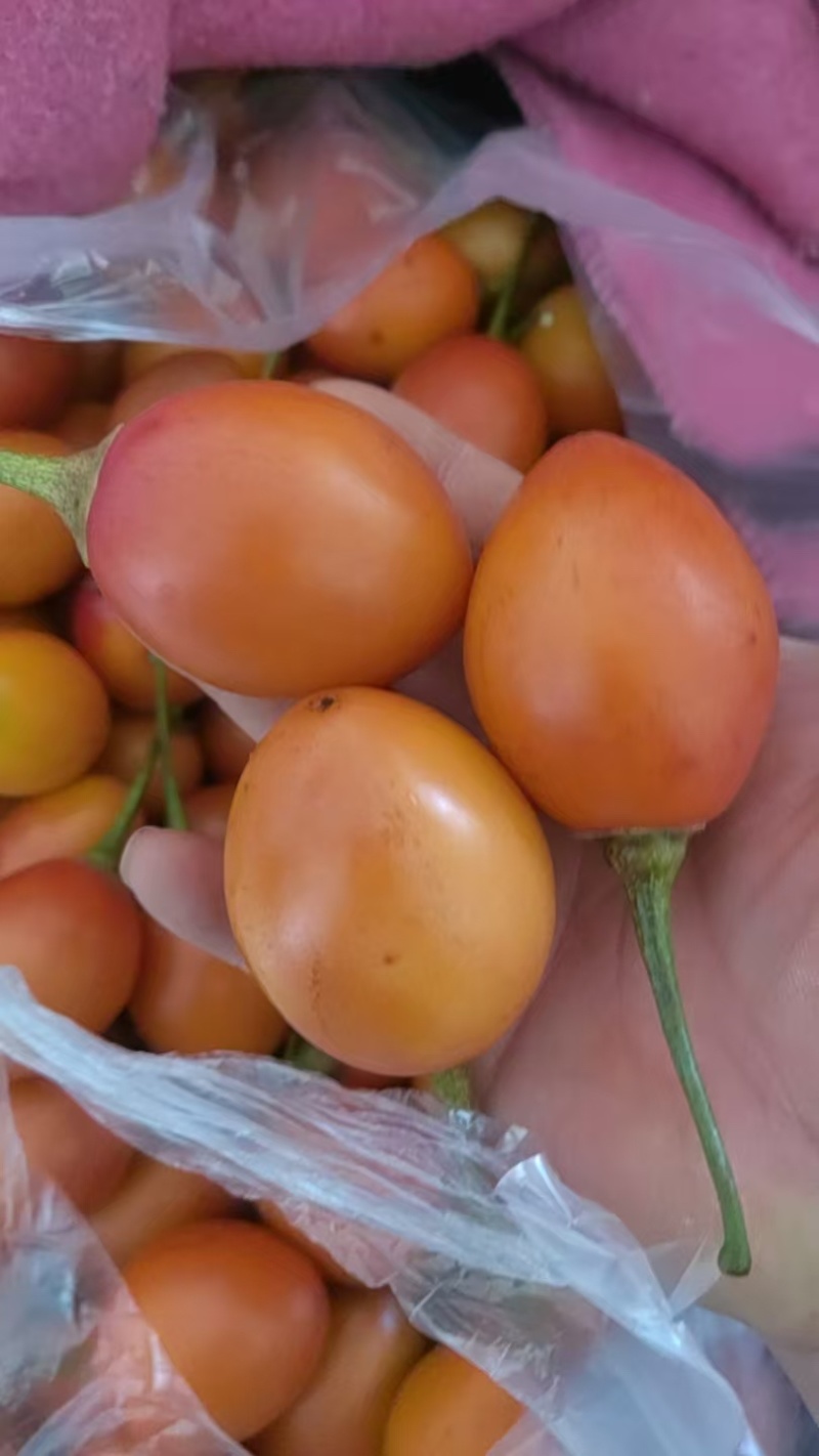 云南特产大树番茄