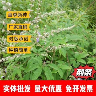 荆条厂家货源批发价格全国发货价格便宜欢迎下单咨询一下