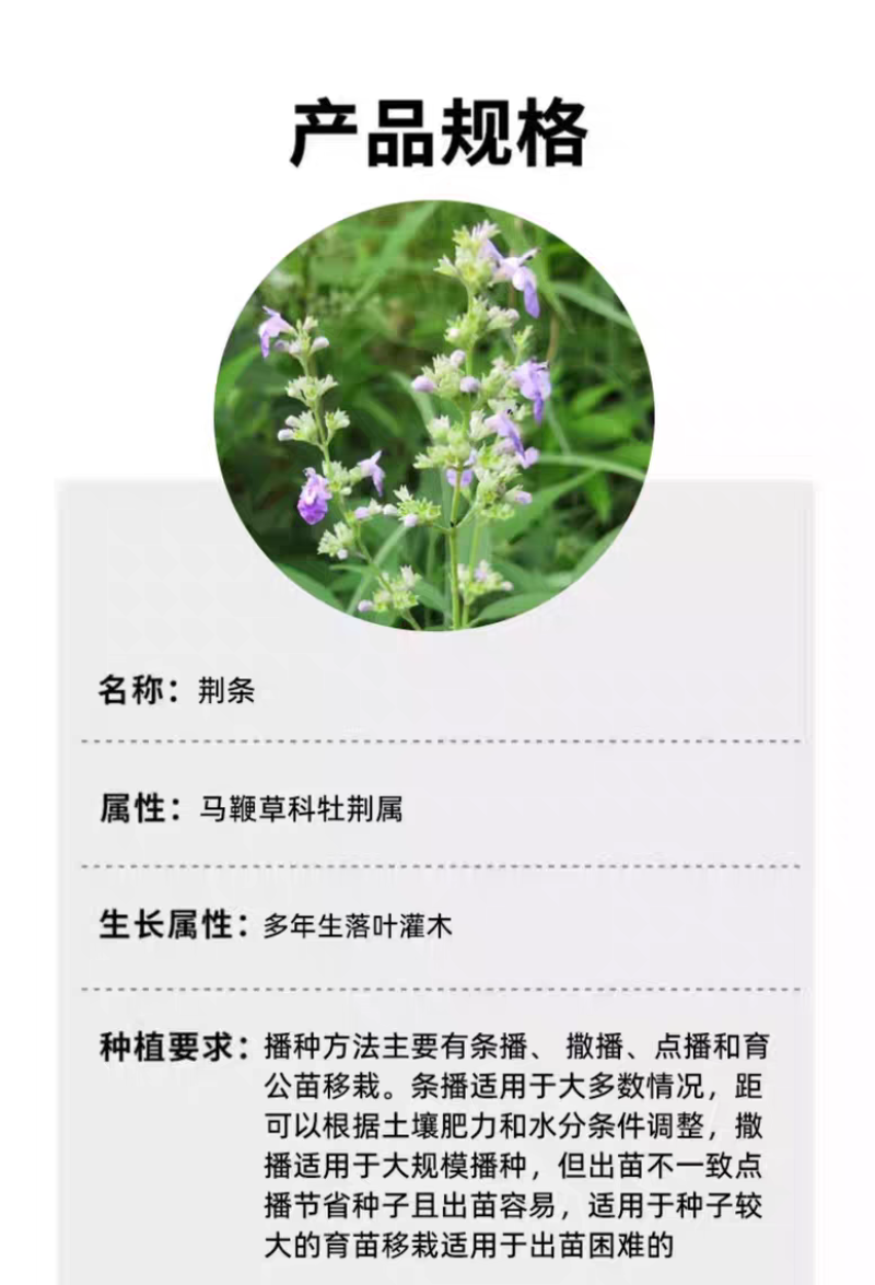 荆条厂家货源批发价格全国发货价格便宜欢迎下单咨询一下