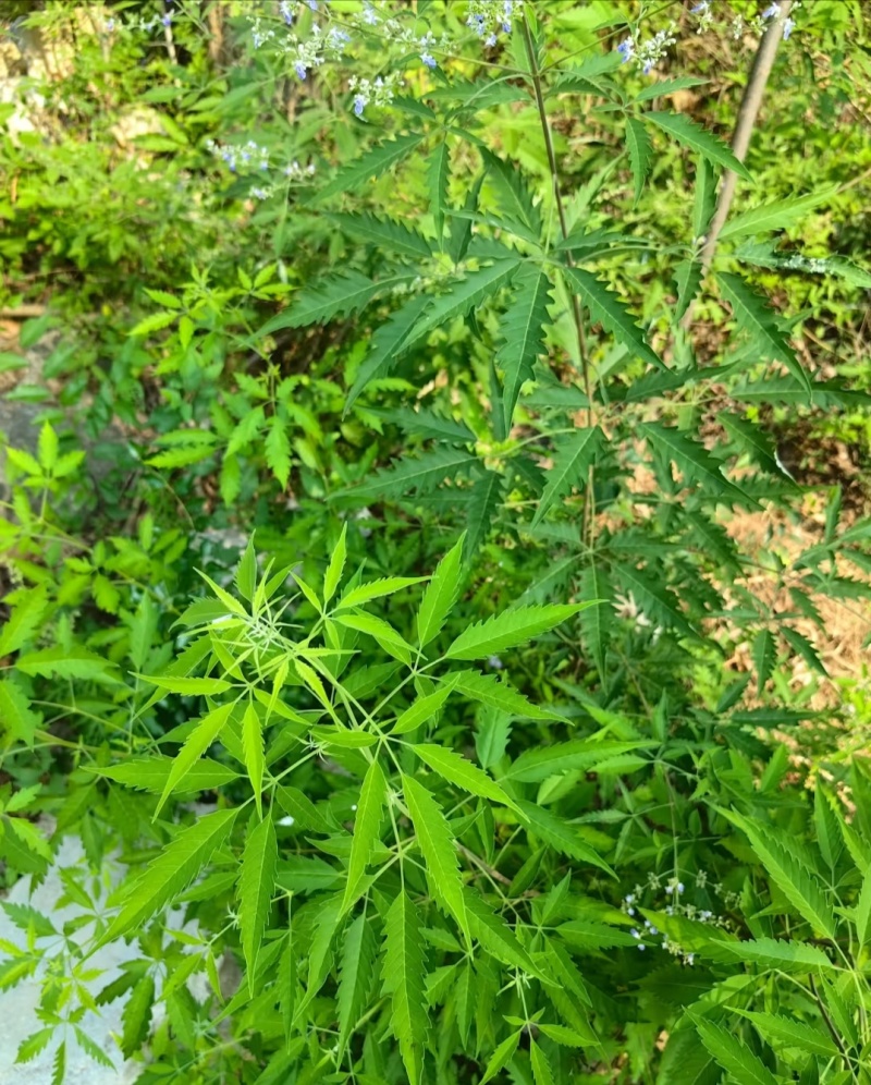 荆条厂家货源批发价格全国发货价格便宜欢迎下单咨询一下