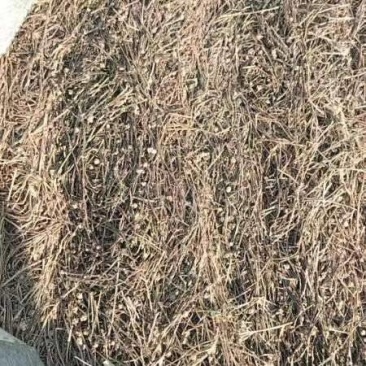 白花蛇舌草，中草药种植白花蛇舌草