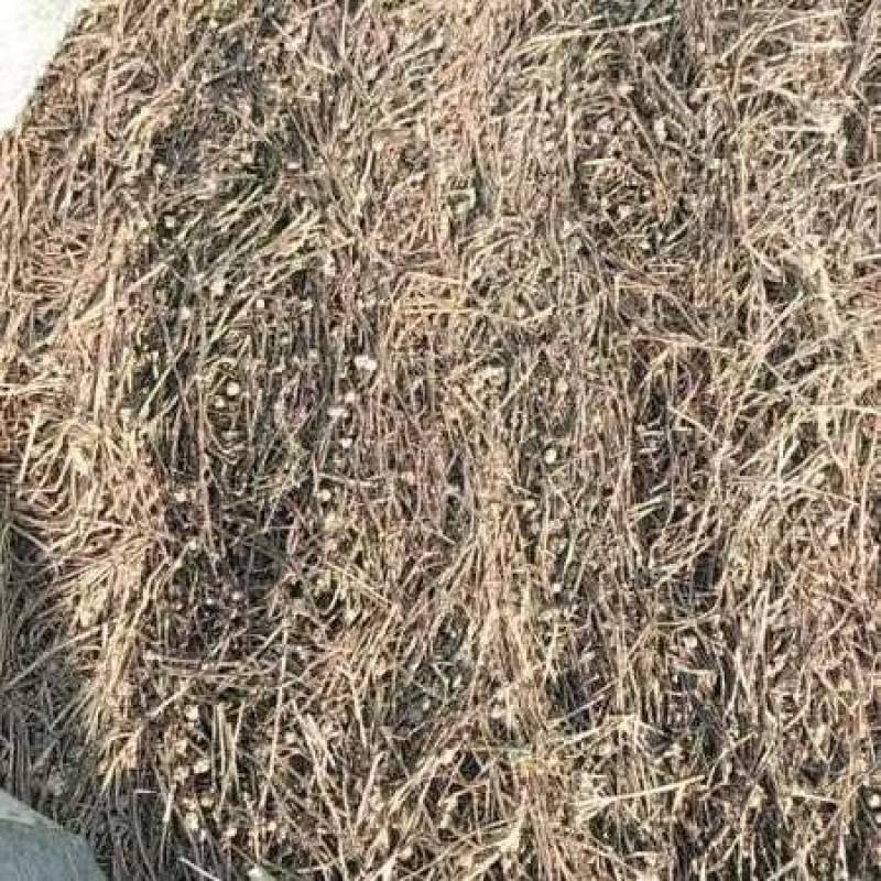 白花蛇舌草，中草药种植白花蛇舌草