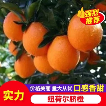纽荷尔