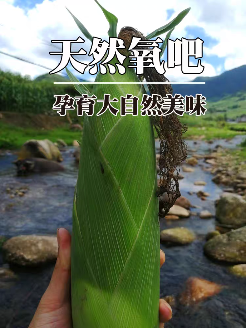福建玉米/甜玉米/漳州甜玉米/农户直发/价格便宜