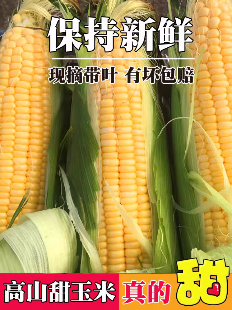 福建玉米/甜玉米/漳州甜玉米/农户直发/价格便宜