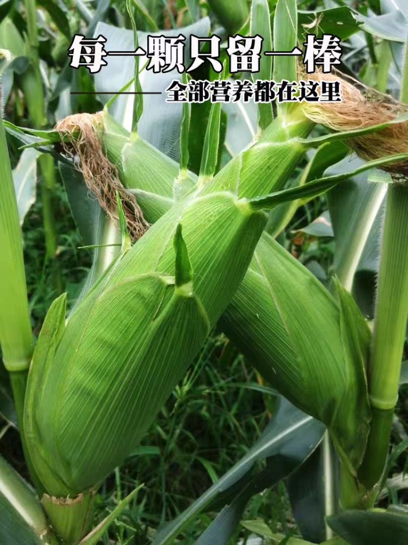 福建玉米/甜玉米/漳州甜玉米/农户直发/价格便宜