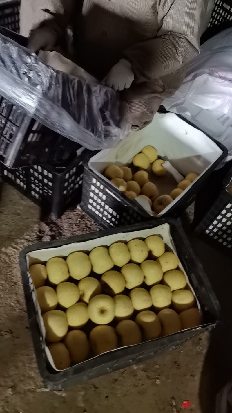 实拍图·精品小酥梨
