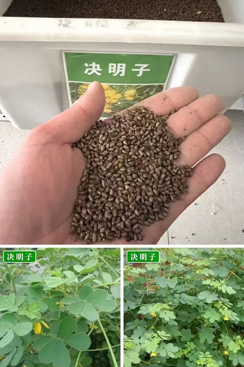 决明子厂家货源批发价格全国发货价格便宜欢迎下单咨询